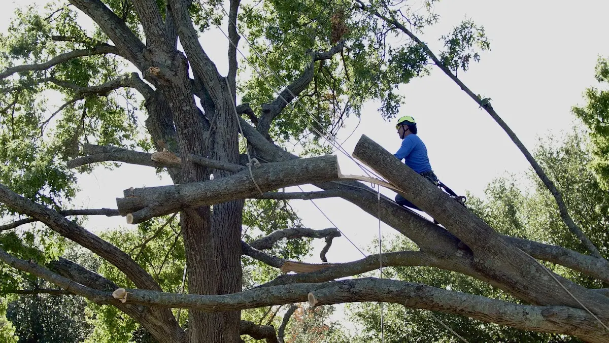 Professional Crown Thinning performed by certified arborists in Mount Clare